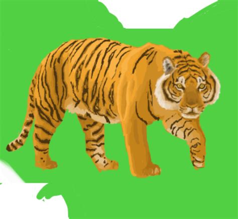 Sumatran Tiger Chester Zoo Map Zoochat