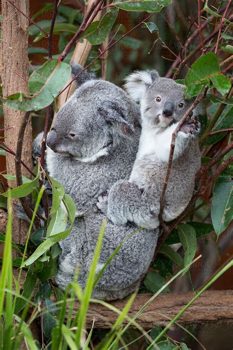 Mother Koala With Baby Koala On Her Back By Stocksy Contributor Ruth
