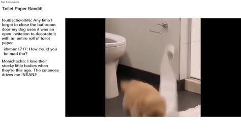 Top Reddit Video Aww Toilet Paper Bandit YouTube
