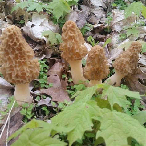 Morel Mushroom Hunting 2016 Where To Find And Buy Them