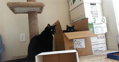 our cats layla and moe celebrity couple name laymo imgur