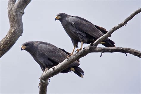 Earth Notes Arizonas Water Hawks Knau Arizona Public Radio