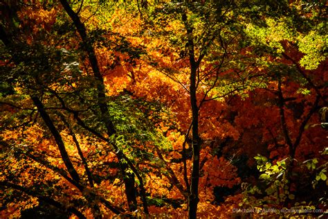 Seattle Arboretum Fall Colors Michael Mcauliffe Photography