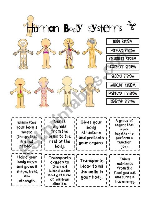 Free Printable Human Body Systems Worksheets Printable Word Searches
