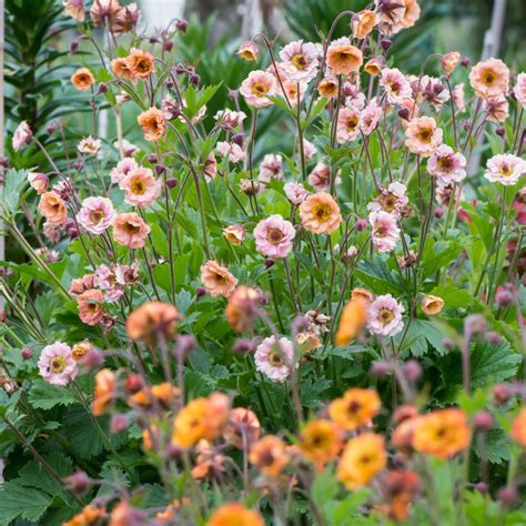 Not to be confused with mai tai cookies, the strain mai tai has a few questions surrounding its origins. Szkółka Bylin Dobrepole - Geum "Mai Tai" - kuklik