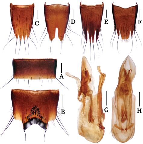 Review Of Nitidotachinus Campbell Staphylinidae Tachyporinae From