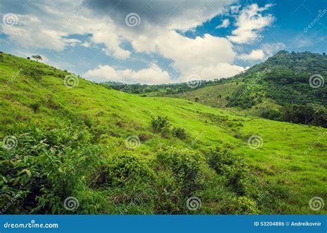Tropical Mountain Forest Palm Trees In Sunlight Stock Photo Image Of
