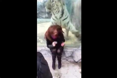 Mujer es sorprendida por Tigre que intenta devorarla en zoológico e