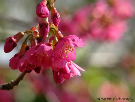 Wallpaper Pink Flower Flora Spring Cherry Blossom Petal Branch