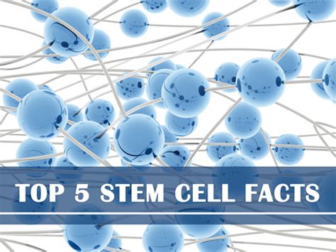 5 Interesting Stem Cell Facts Medcells Cord Blood Banking