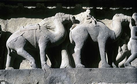 The most noticeable difference between the dromedary and the bactrian is the number of humps—the bactrian has two. Camels | Kaj Halberg