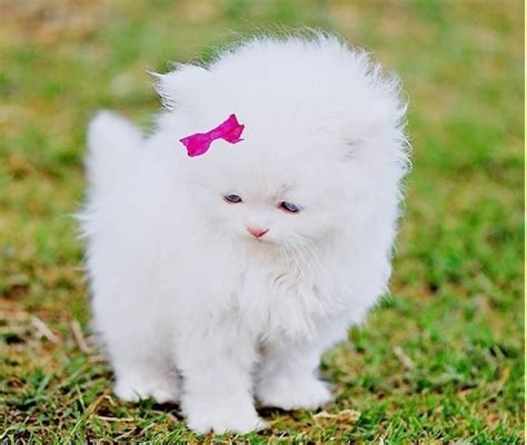 Real Life Hello Kitty Cute Animals Cute Baby Animals Baby Animals