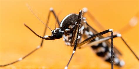 What You Need To Know About Mosquitoes Mosquitonix South Florida