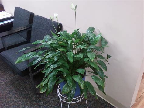 Certain species of spathiphyllum are commonly known as spath or peace lilies. Bloomin' Blog - Page 233 - Everything you want to know ...