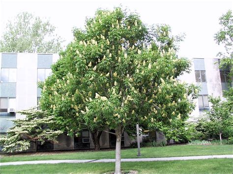 For this reason, the latin name is commonly used to designate trees. Ohio Buckeye - native to the Midwestern and lower Great ...