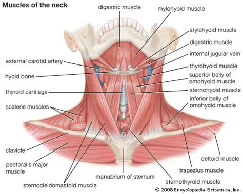 Neck pain is pain that starts in the neck and can be associated with radiating pain down one or both of the arms. trapezius muscle | anatomy | Britannica.com