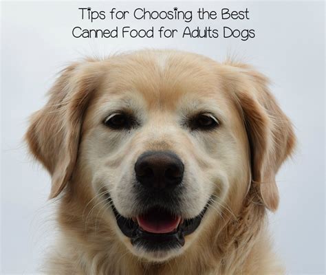 Best puppy food for small breeds. What is the Best Canned Dog Food for Adult Dogs?