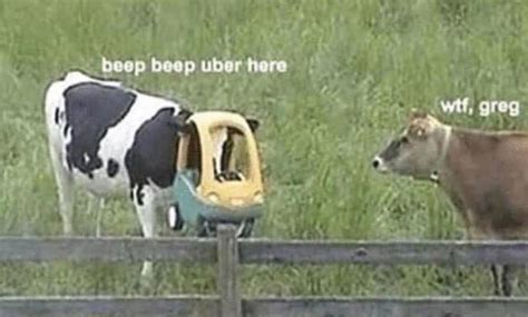 The Best Cow Memes Memedroid
