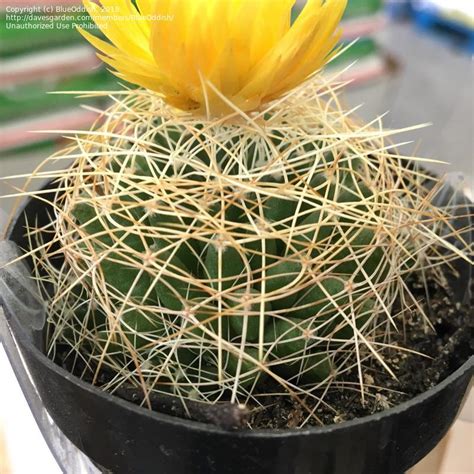Mammillaria longimamma is also known as bird's nest cactus. PlantFiles Pictures: Bird's Nest Cactus 'Marnier ...