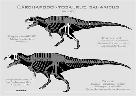Carcharodontosaurus Saharicus Skeletals By Spinoinwonderland On Deviantart