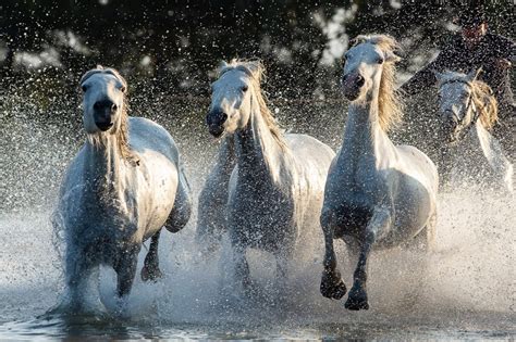 France Wild Horses Of Camargue Photography Course