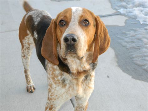 English coonhound dog breeders, english red tick for sale, redbone pups in time for christmas, valley hill hounds. American English Coonhound Information and Pictures - Petguide