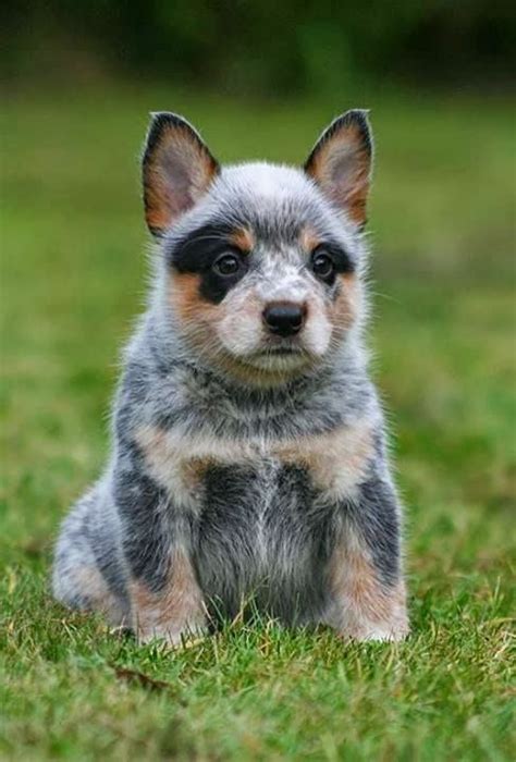 19 Best Blue Heeler Images On Pinterest Blue Heelers