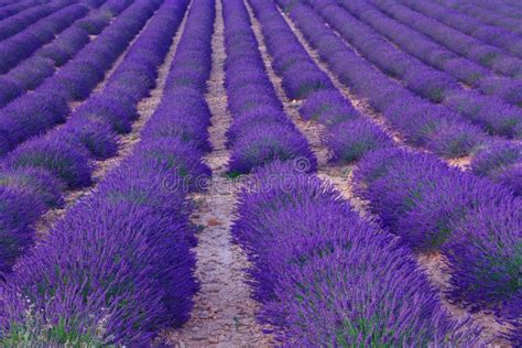 184 Beautiful Colors Purple Lavender Fields Near Valensole Stock Photos