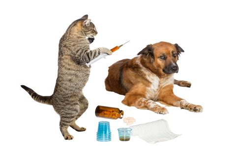 Dedicated to the humane treatment of feral cats and to the prevention of future generations through spay/neuter programs and education, fcc offers spay/neuter services for. Low-cost vaccines! | TriCity Veterinary Hospital