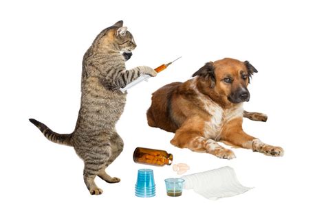 At any rate, the shots should be given every 3 or 4 weeks until the puppy is 4 months old and then we give the rabies along with the last round of puppy shots. Low-cost vaccines! | TriCity Veterinary Hospital