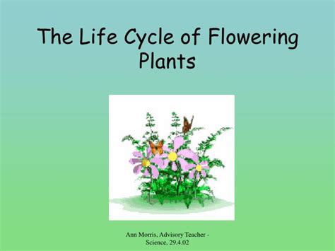 Ppt The Life Cycle Of Flowering Plants Powerpoint Presentation Id