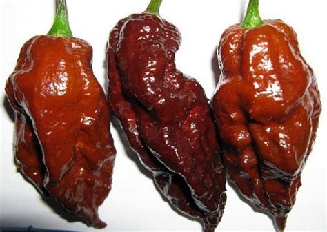 ranking the world s hottest peppers hubpages