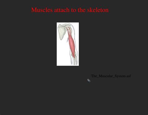 Ppt Skeletal And Muscular Systems Powerpoint Presentation Free