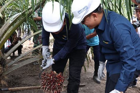 Sukses Di Riau Program Peremajaan Sawit Ptpn V Akan Diterapkan Secara