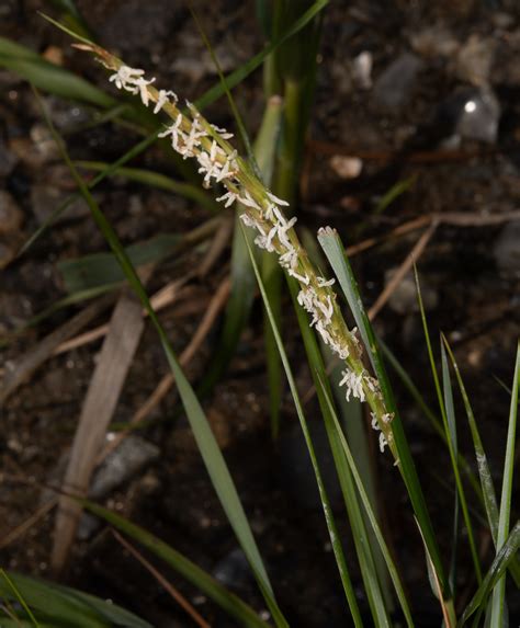 Eleocharis Robbinsii Robbins Spikerush