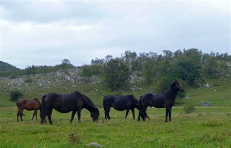 releasing  bosnian mountain horses  velebit rewilding europe