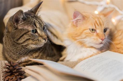 Two Cats Lying On Sofa With Book At Home Stock Photo