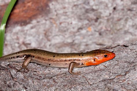 Male Five Lined Skink North Of The Ridge