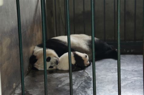 Love Panda Vacation Chengdu Panda Base 11