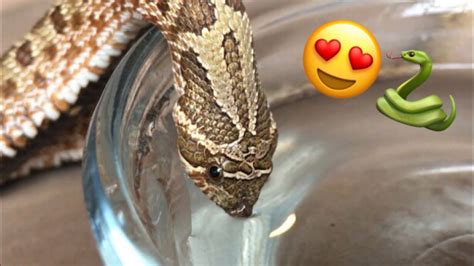 Its Adorable When A Snake Drinks Water Youtube