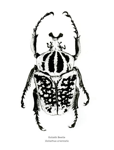 Entomology Scientific Illustrations On Behance