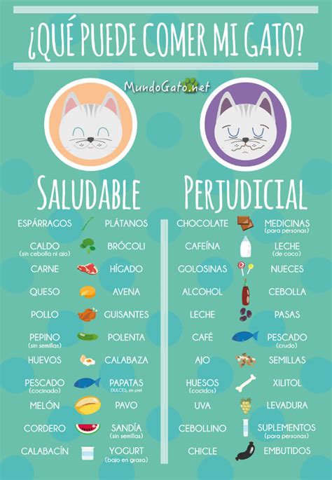 De Qué Manera Escoger La Nutrición Para Gatos Correcta Para Tu Gato