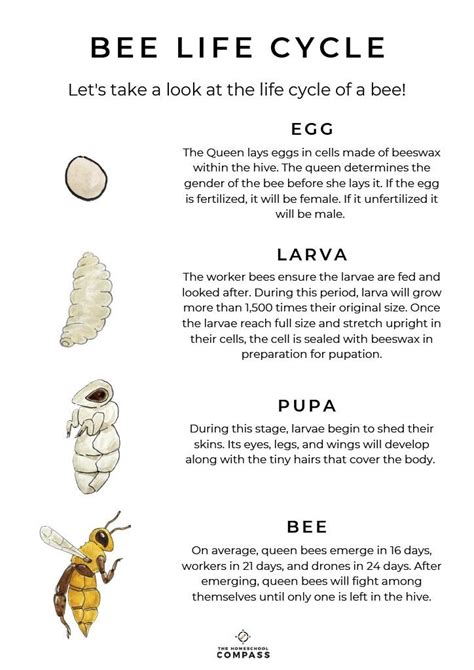Printable Bee Life Cycle Worksheets