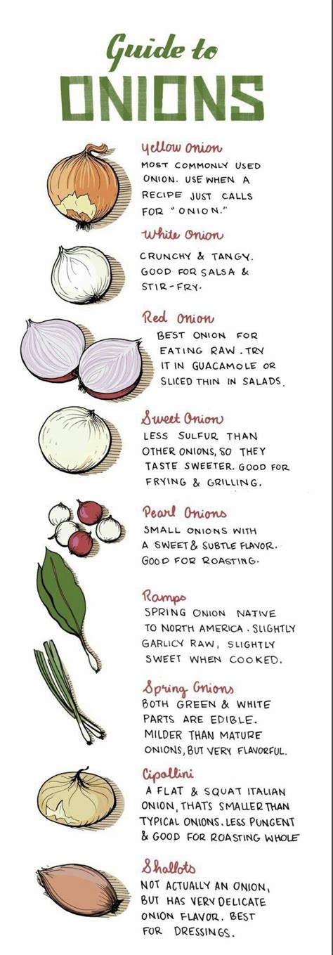 The Visual Guide To All The Different Types Of Onions Daily Infographic