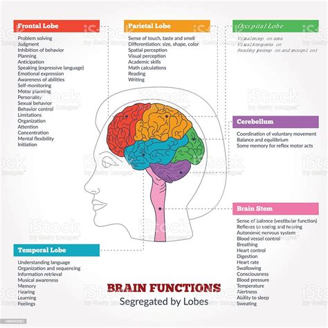 Cervello Umano Anatomia E Funzioni Immagini Vettoriali Stock E Altre