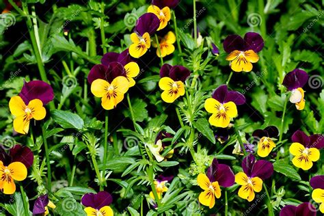 Purple Yellow Pansies Stock Photo Image Of Pansy Plant 34633616