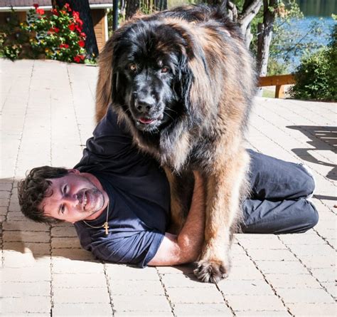 Is A Leonberger The Dog For You Facty