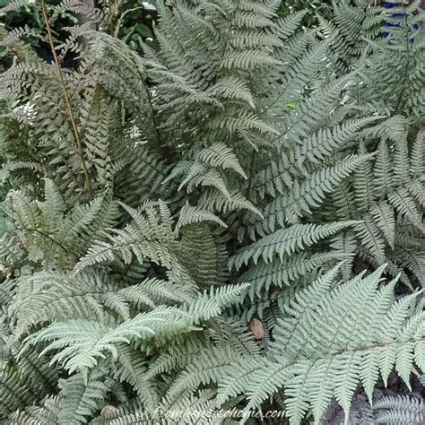 Hardy Fern Varieties 20 Perennial Ferns That Will Survive The Winter