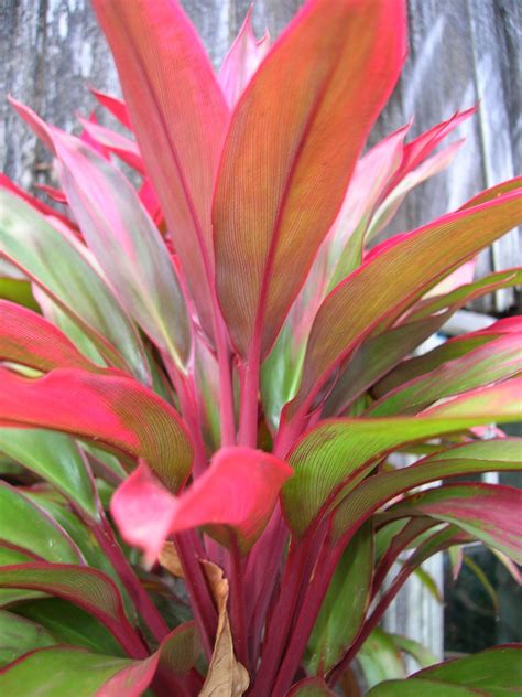 Cordyline Fruticosa Middle Level Planting Need 3 5 Of These