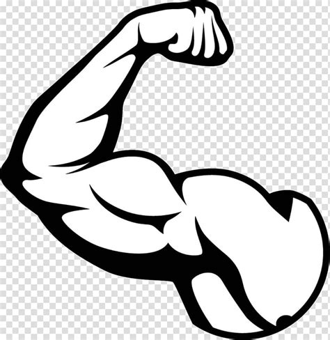 Biceps Illustration Biceps Arm Muscle Muscle Transparent Background PNG Clipart HiClipart